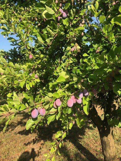 Propriété - 60 m² - 1 pièce