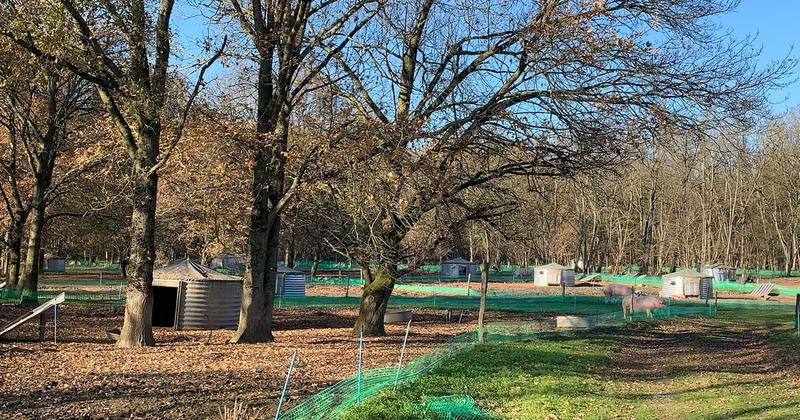 Le Cochon Bio de la Marzan