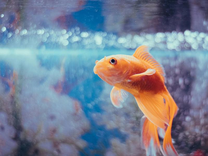 Conférence sur les poissons de la Seine
