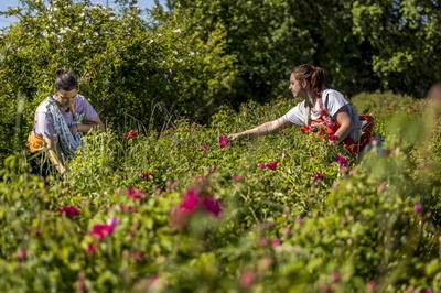 Immersion au pays des plantes à parfum, aromatiques &amp; médicinales - Stage 2 jours