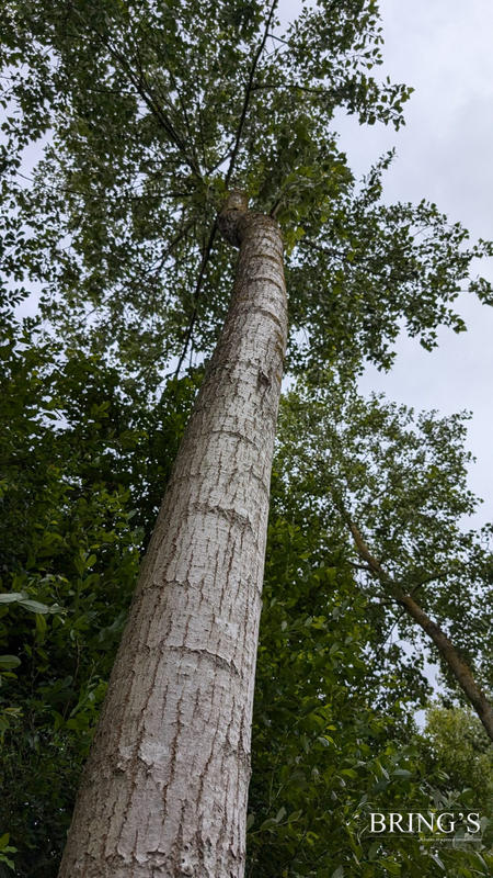 Terrain de loisirs - 47 800 m²