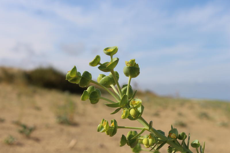 Biodiversité du Bassin d'Arcachon : une richesse à découvrir