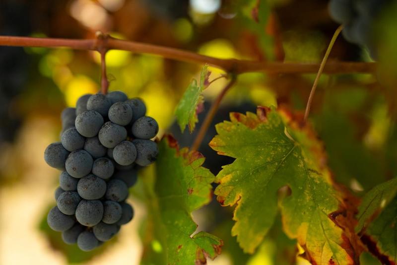 Terrain agricole - 360 000 m²