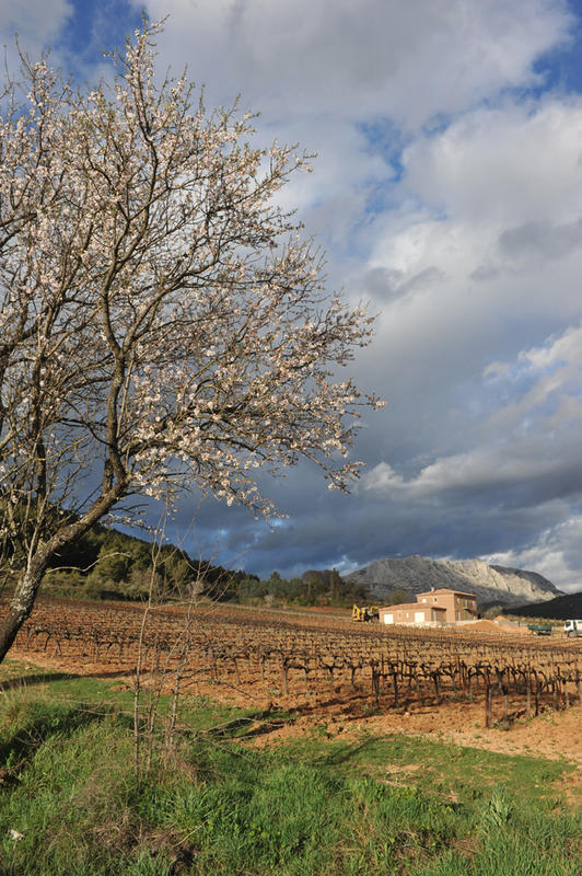 Balade Dans les Vignes du Chateau Henri Bonnaud