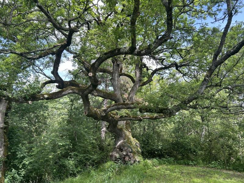 Propriété - 347 m² - 8 pièces