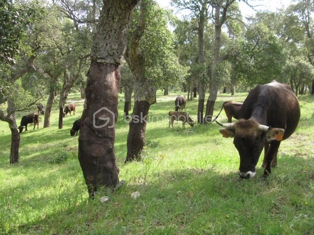 Terrain agricole - 56 090 m²