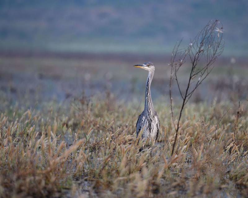 Les oiseaux hivernants de la Réserve naturelle régionale du Pourra Domaine du Ranquet
