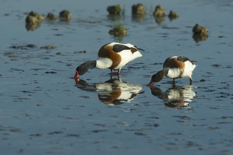 Les visiteurs d'Automne
