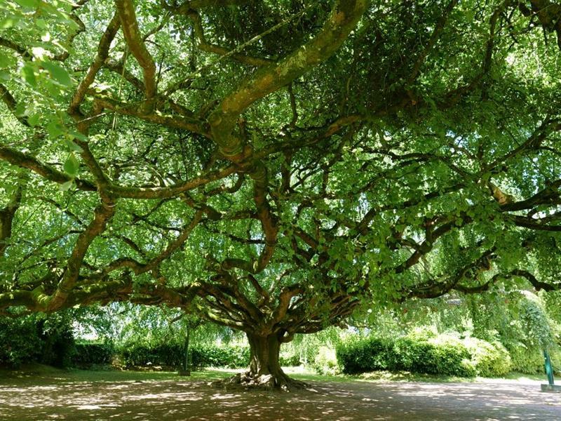 Ciné-débat - les arbres remarquables