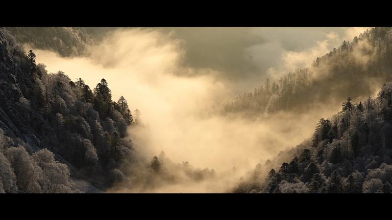 Cinéma : le chant des forêts