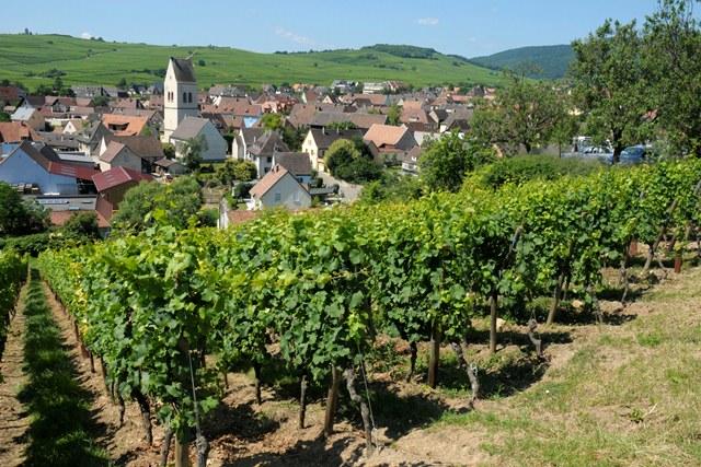 Vigneron d'un jour - Domaine Specht