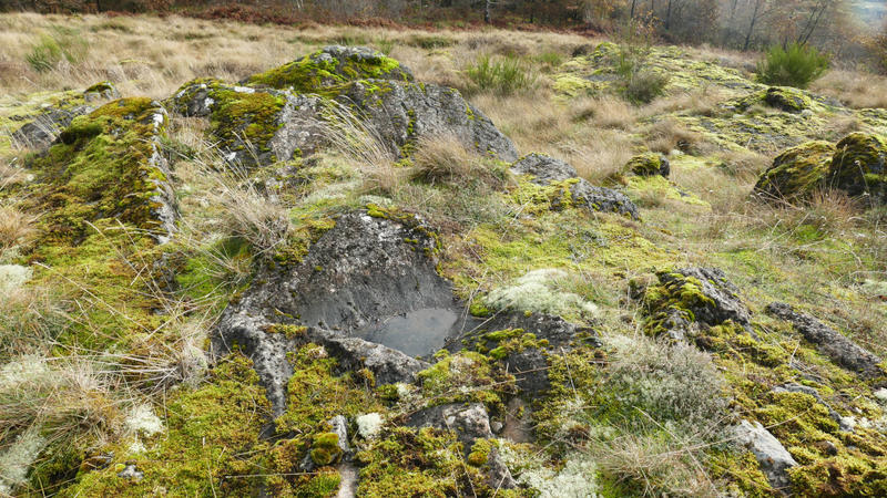 Harmonie avec la nature et l'habitat : découverte de la géobiologie