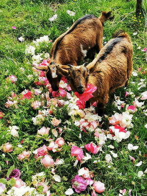 Les Jardins de l'Ange