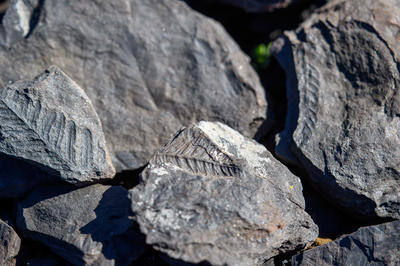 Exposition : Géologie et Paysages : de la Planète à l’Hérault