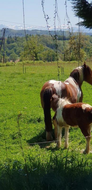 Maison de campagne - 285 m² - 8 pièces