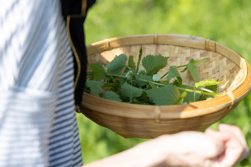 Sortie découverte des plantes sauvages