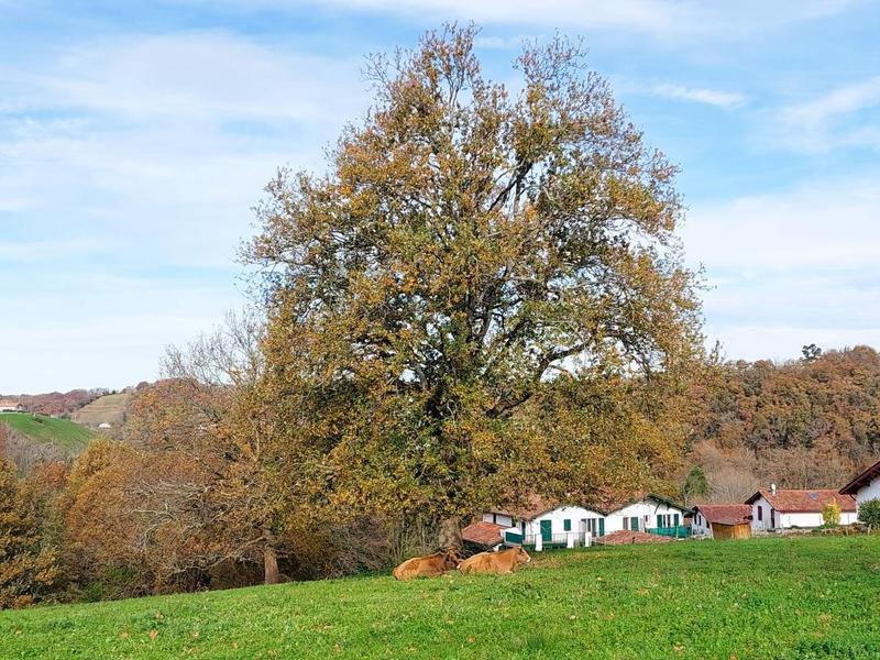 Duplex - 59 m² - 2 pièces