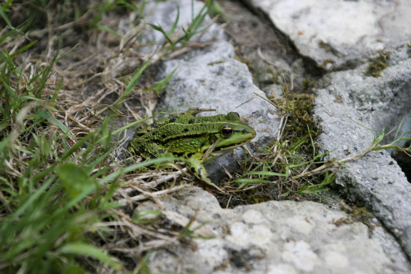 Atelier famille “À vos épuisettes ! découverte des petites bêtes de la mare ”