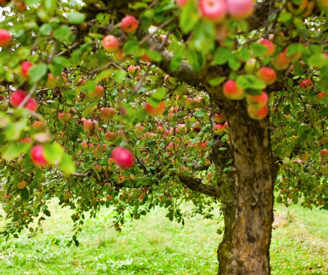 Secrets et savoir-faire de la Ferme du Léché