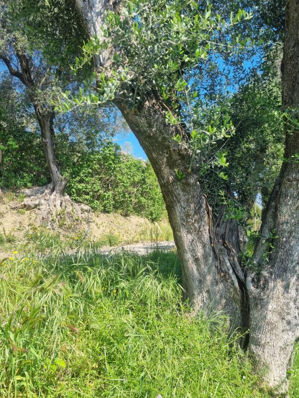 Terrain constructible - 1 161 m²