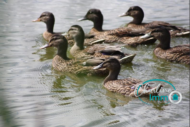 Terrain - 10 191 m²