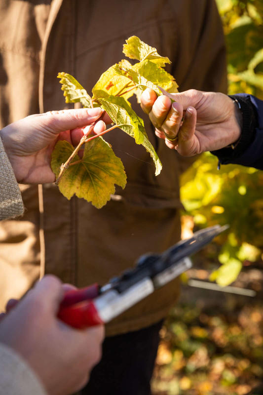 Parenthèse Vigneronne : Fromages et Grands Crus