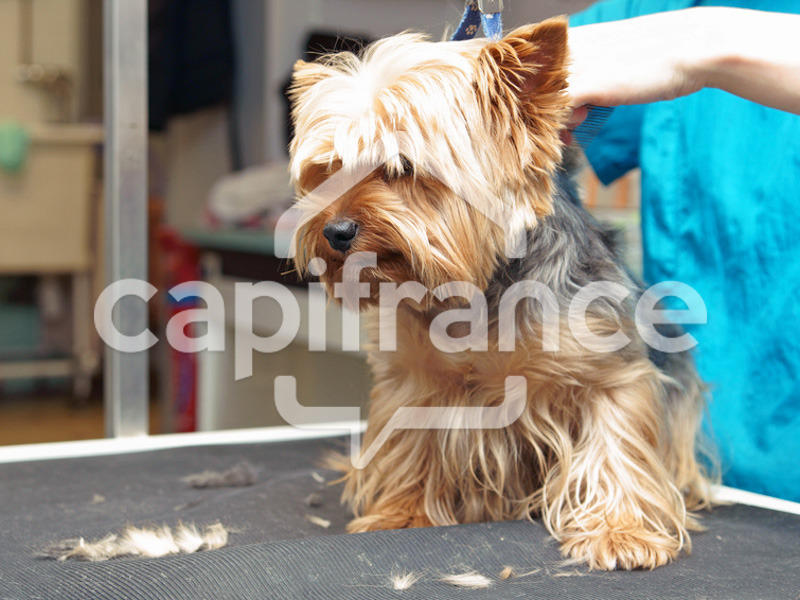 Local commercial - 36 m² - 1 pièce