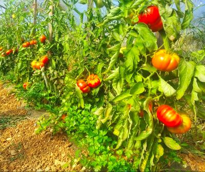 Les légumes bio du chemin des Clapiers