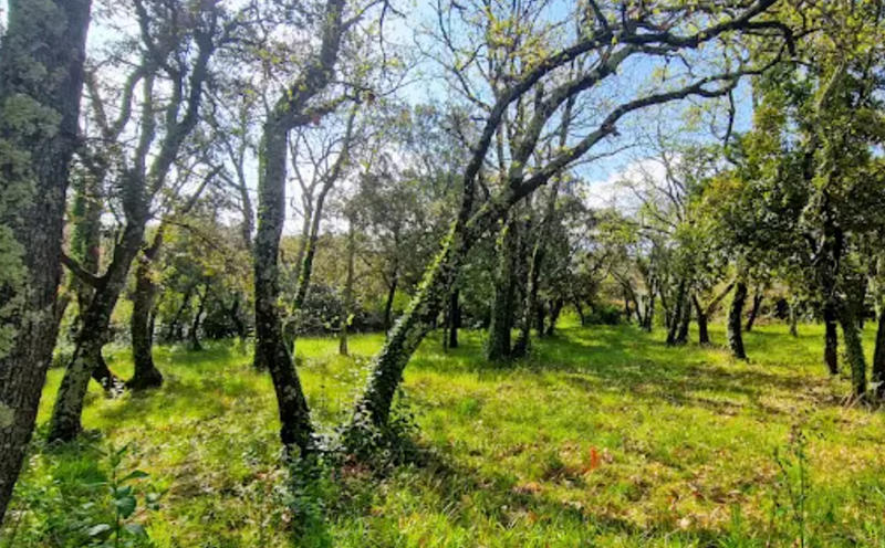 Terrain constructible - 1 771 m²