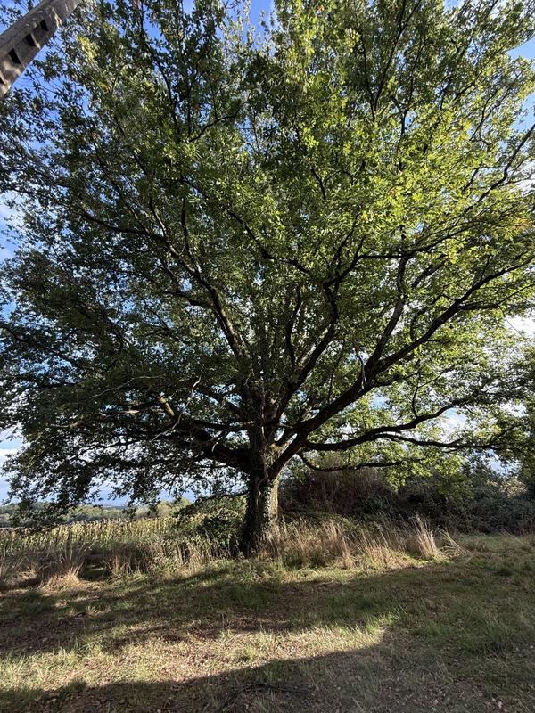 Maison ancienne - 80 m² - 4 pièces