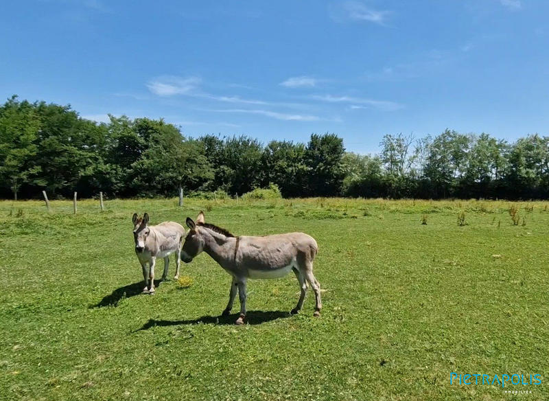 Ferme - 236 m² - 5 pièces
