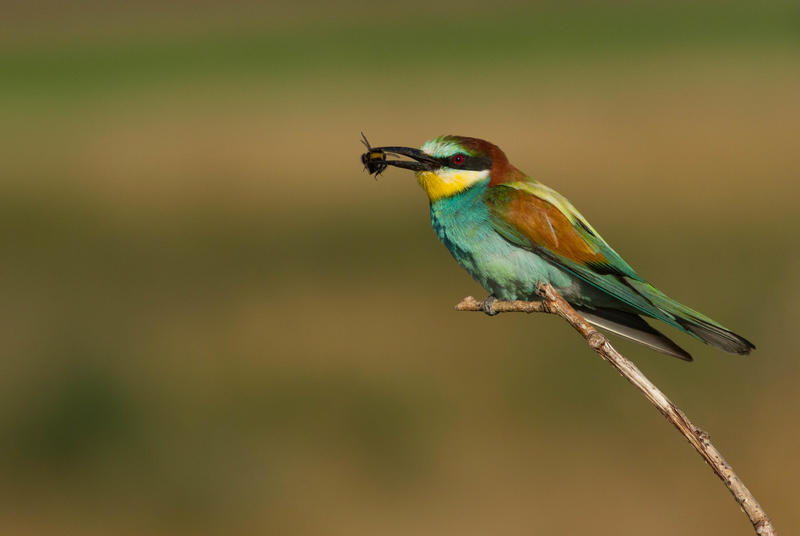 Concours photos &quot;Pose Nature&quot; - Fédération départementale des chasseurs de Loir-et-Cher