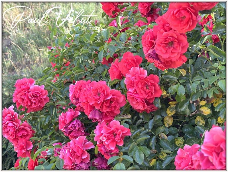 Maison - 235 m² - 9 pièces