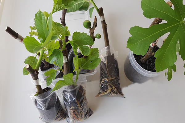 Une bouturothèque à ma médiathèque d'Entressen