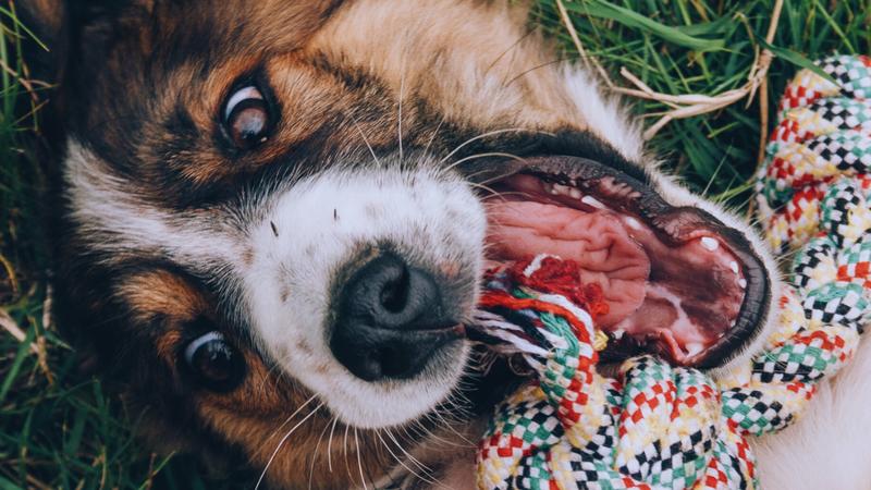 Cani'Colloc, 3ème édition