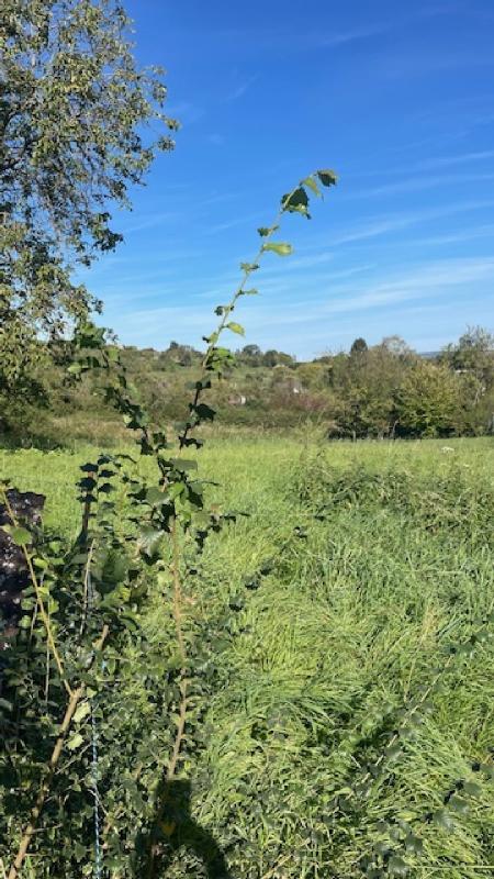 Terrain constructible - 446 m²