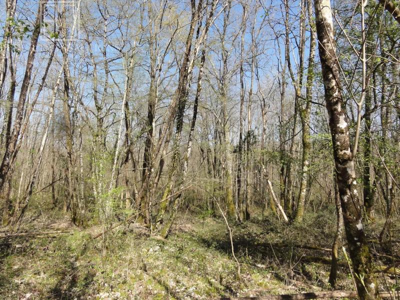 Terrain - 19 000 m²