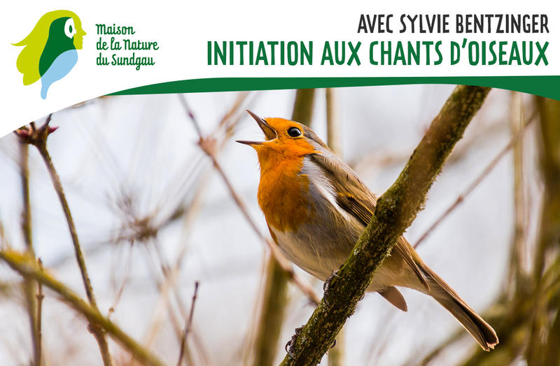 Initiation aux chants des oiseaux