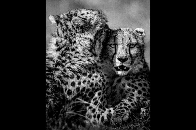 Exposition photos - au coeur de l'Afrique - Alexandre et Chloé Bès