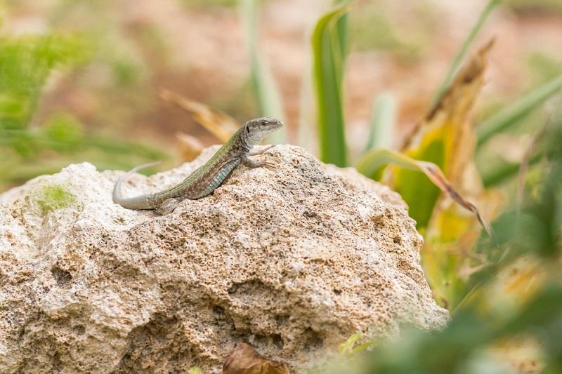 Terre en vert : Approche et présentation des reptiles locaux
