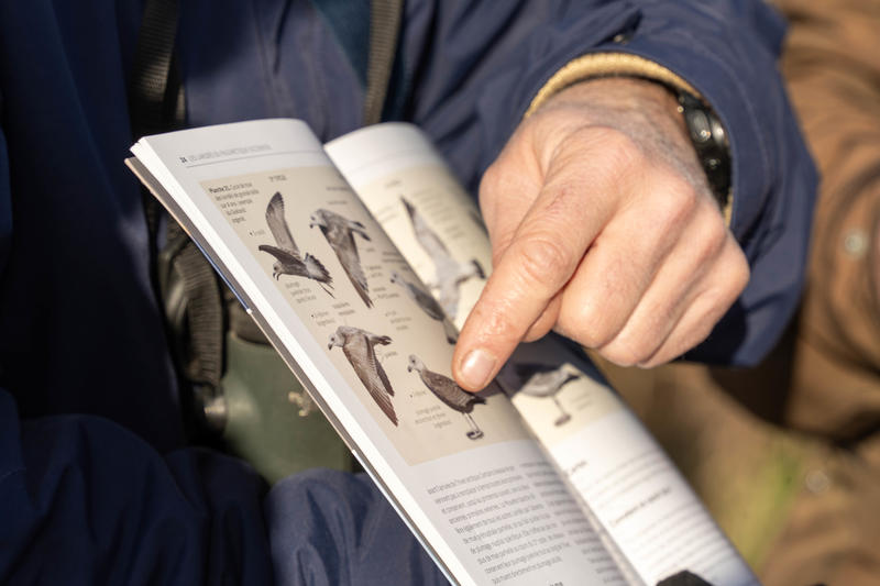 Formation aux oiseaux du littoral : les oiseaux hivernants du bassin d'Arcachon