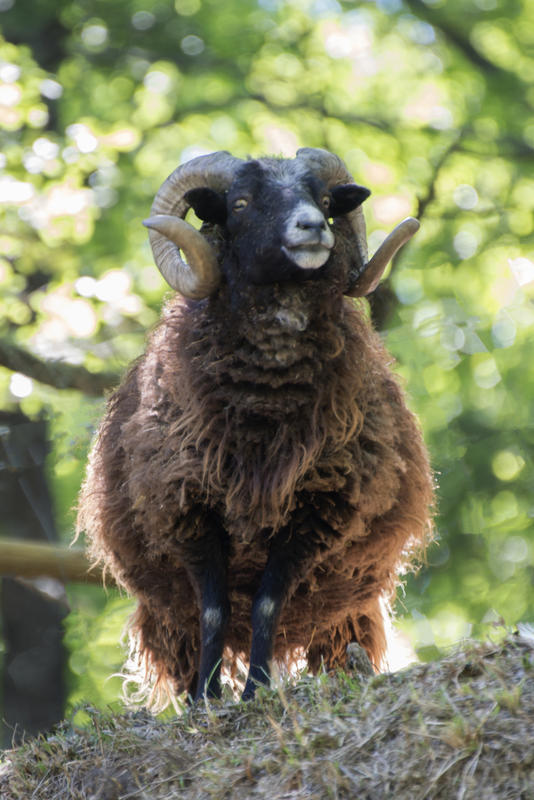 Parc Animalier de Lussas