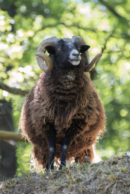 Parc Animalier de Lussas