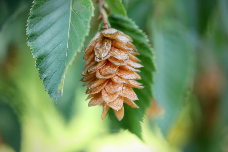 Le fabuleux pouvoir des arbres