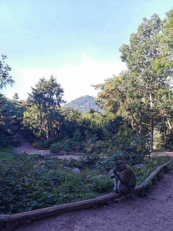 Visite privée et petit déjeuner avec les singes