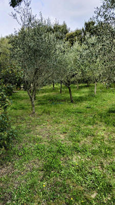 Terrain - 445 m²