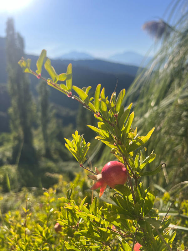 Demeure - 375 m² - 10 pièces