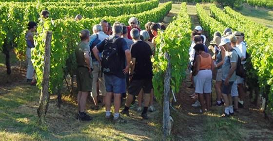 Vignoble calassou duravel 46