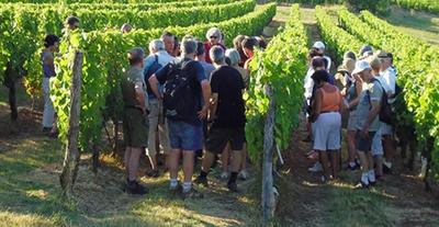 Vignoble calassou duravel 46