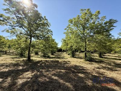 Terrain - 9 731 m²